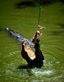 Thailand - Alligator