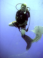 Scuba Diving with Whale Sharks
