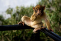 Gibraltar - Monkeys