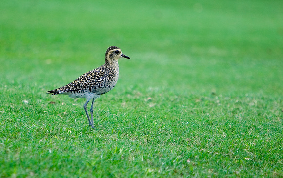 Young Golden Plover